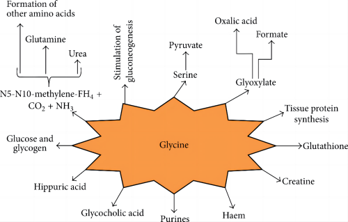 Roles_of_glycine_in_body_metabolism_[1]